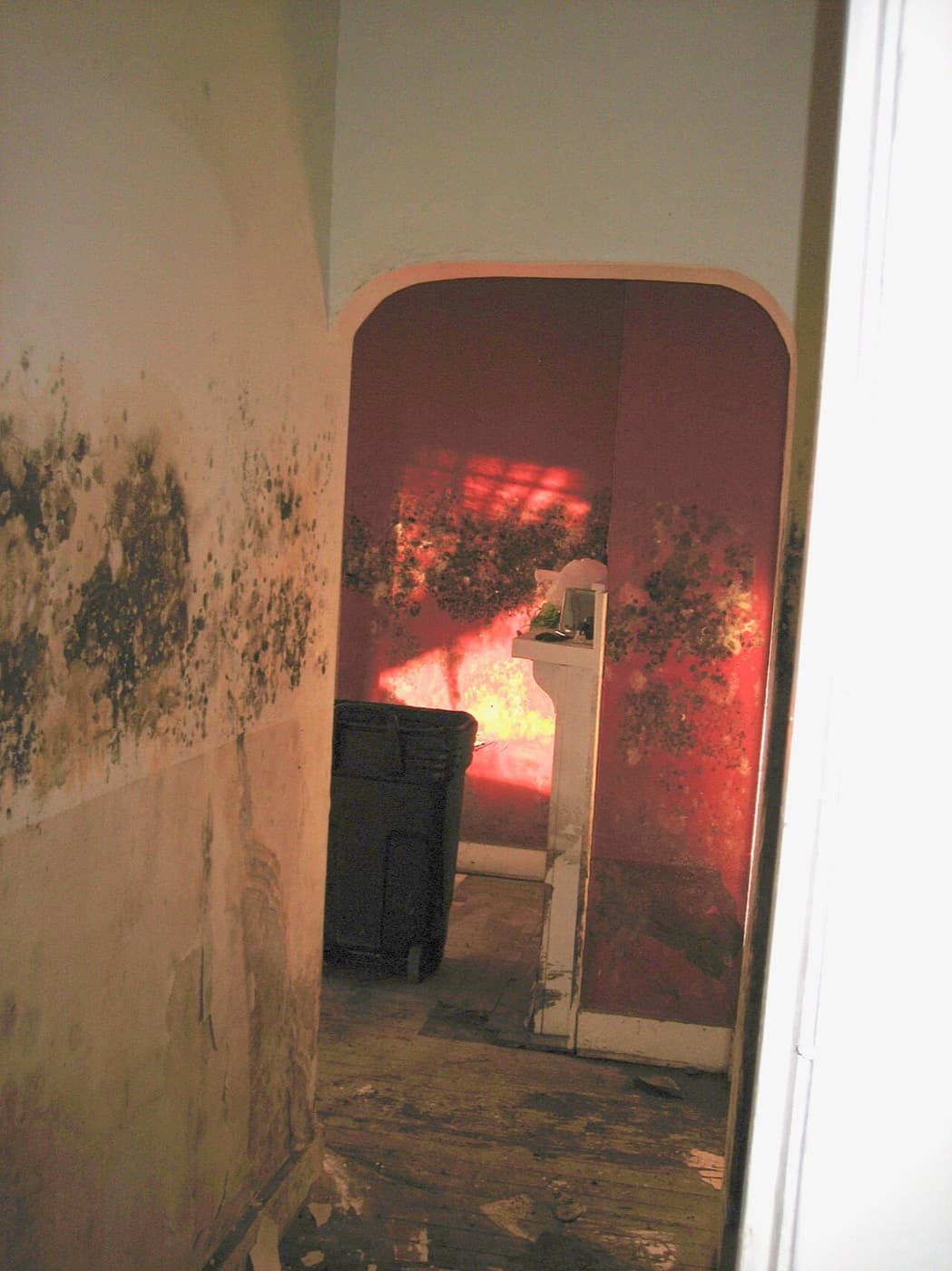 Hallway walls with large dark mold blooms spreading upward from the baseboard, with a clean band of wall above