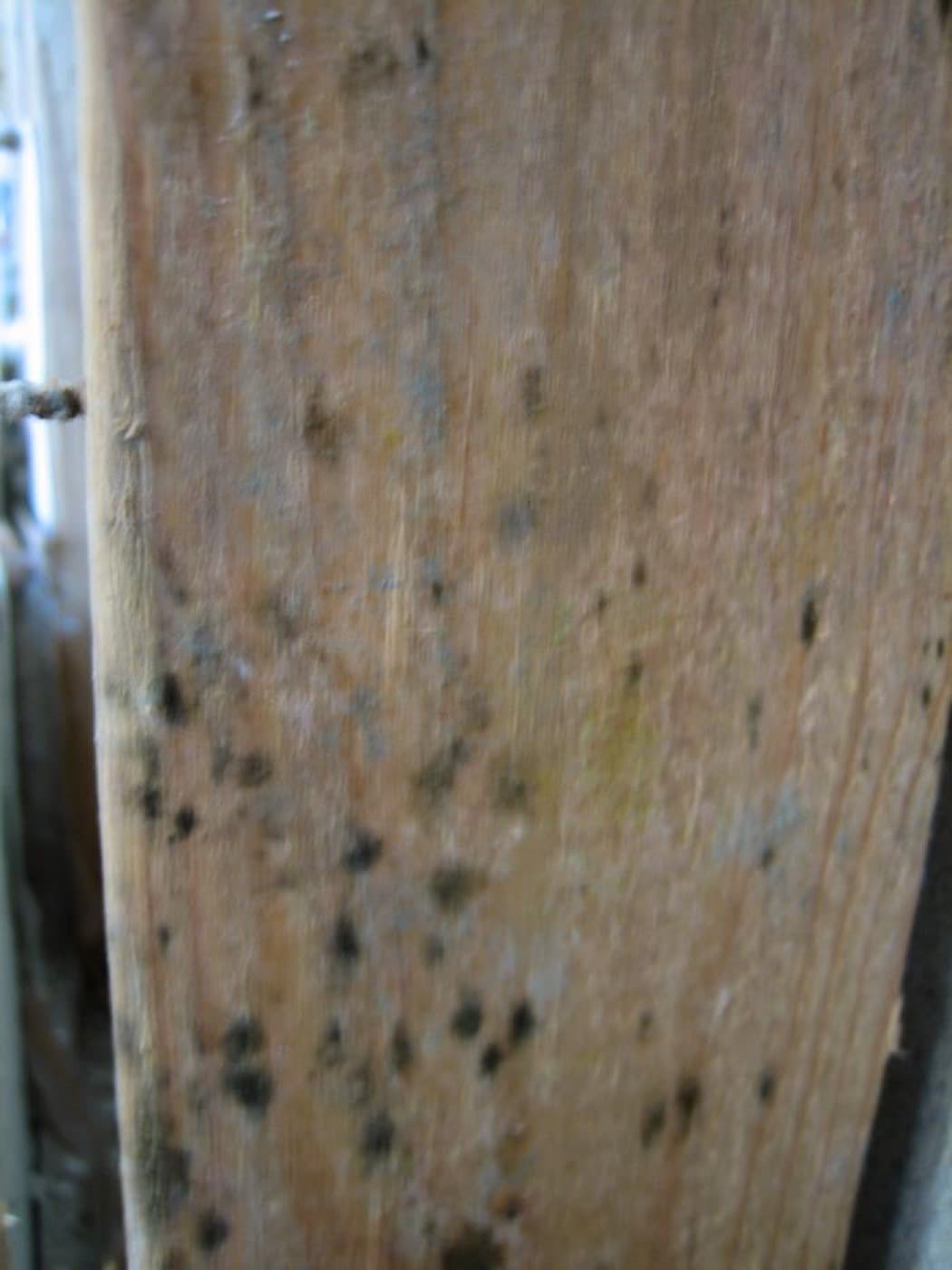 Close-up of a wooden wall stud with scattered black mold spots after the drywall was removed