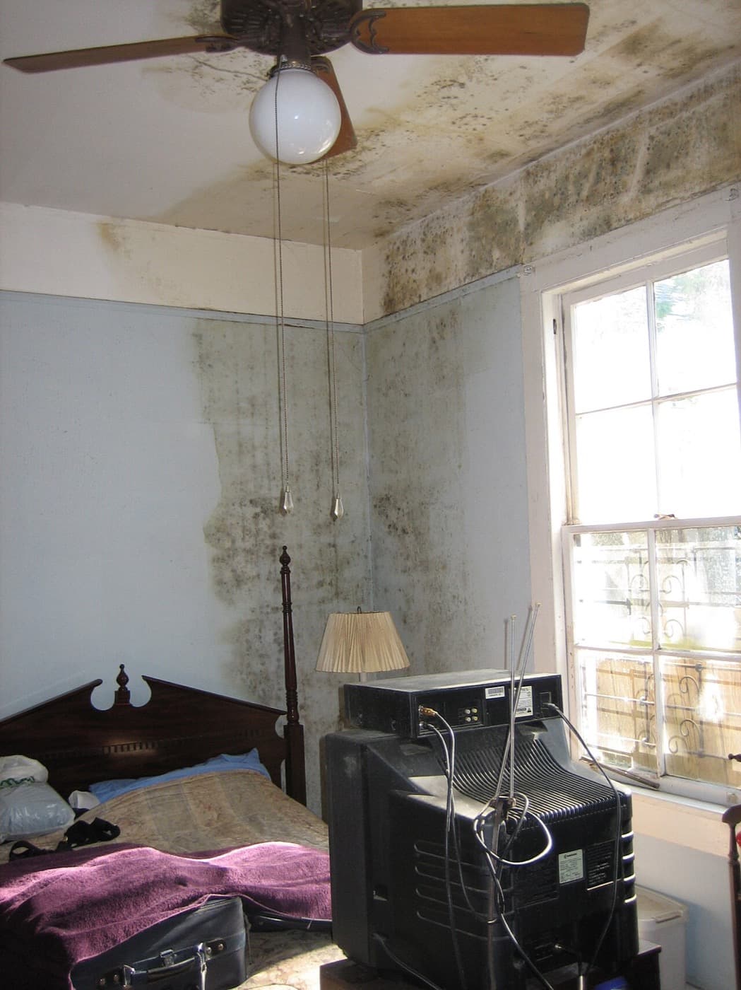 Bedroom ceiling and upper walls covered in mold spreading from the corner near a window